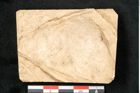 Foto (Detailansicht) von Alnus micana L. (NHMW-GEO-2024-0188-11602)